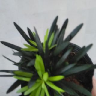 Cây vạn niên tùng