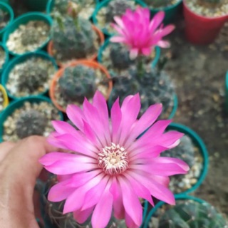 Xương rồng thần long