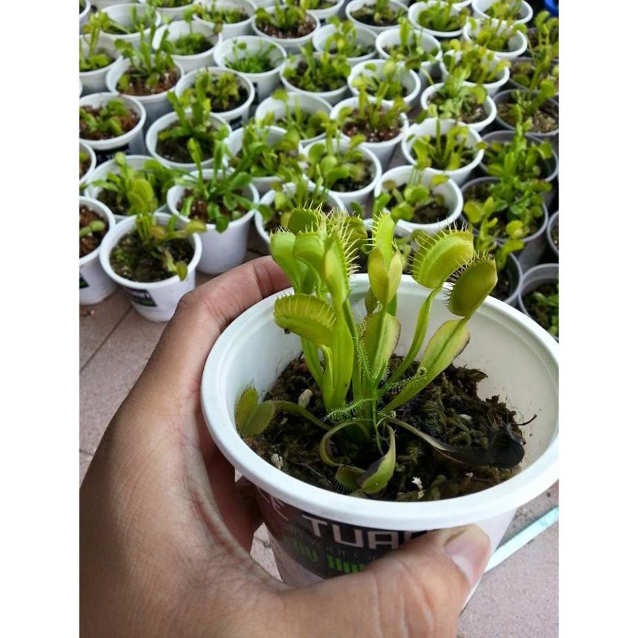 Hạt Giống Cây Bẫy Kẹp - 10 Hạt KHUYẾN MẠI TRONG 1 NGÀY