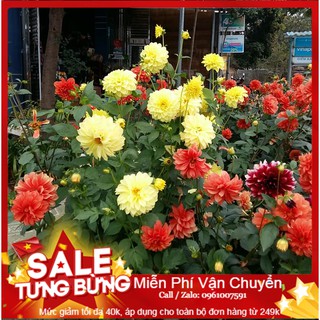 Hạt Giống Hoa Thược Dược Mix - 20 Hạt