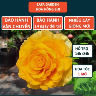 Mua Hoa hồng ngoại Shell  cây hoa hồng màu vàng có vẻ đẹp hấp dẫn  cây hoa vườn LAFA GARDEN