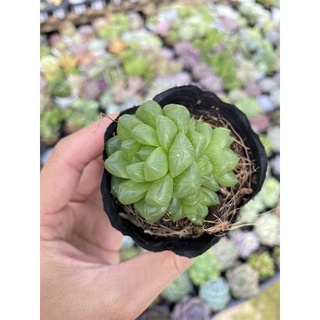 Sen đá haworthia sen ngọc size bầu 5cm hư 1 đổi 1