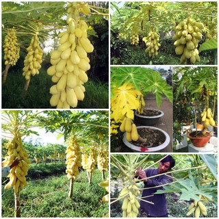 Hạt giống đu đủ ruột đỏ, đu đủ vàng vàng siêu quả