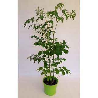 Gói 10 hạt giống Chùm Ngây