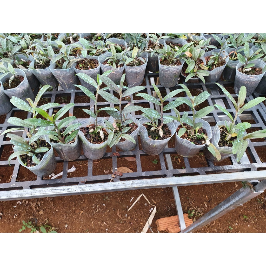 [Rẻ vô địch] giã hạc râu quai nón độc đẹp