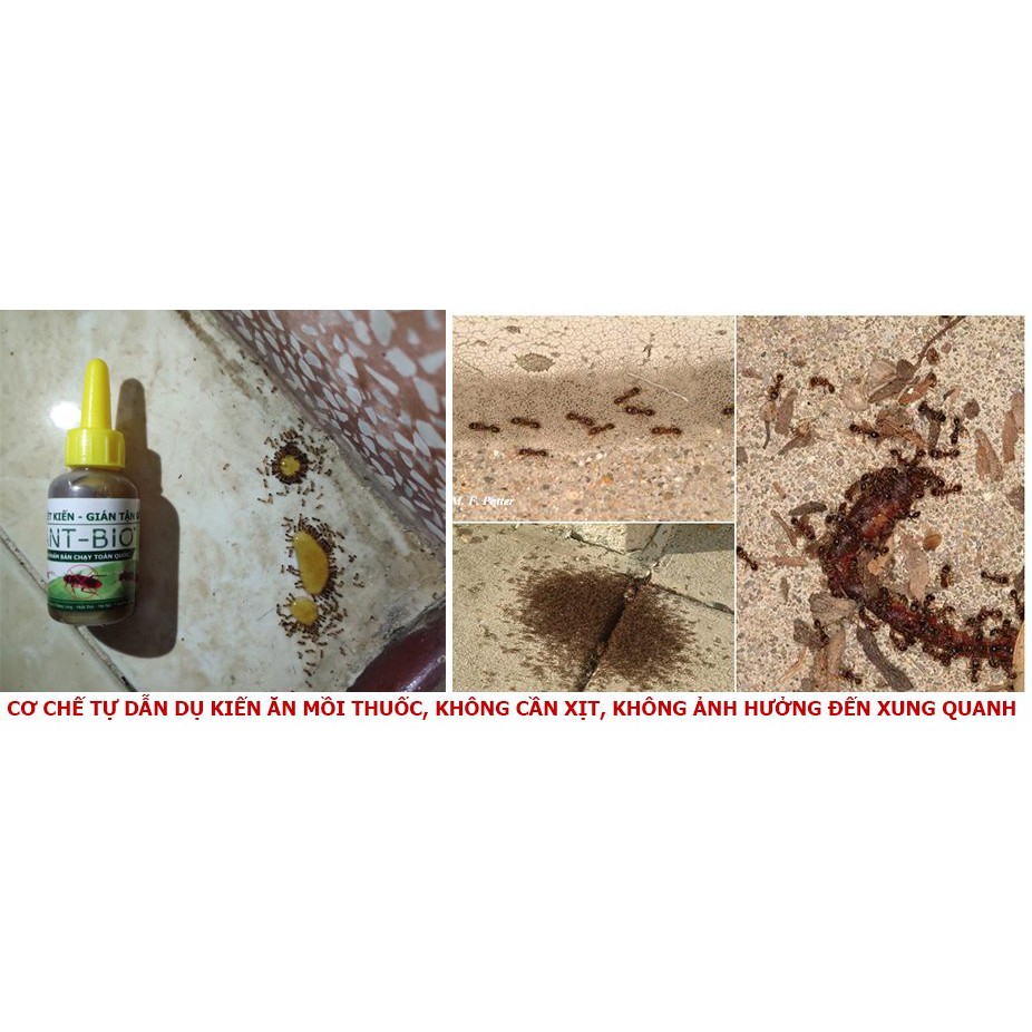 Thuốc diệt kiến gián tận gốc Ant Bio lọ 10ml - Đảm bảo an toàn tuyệt đối cho trẻ em và người lớn