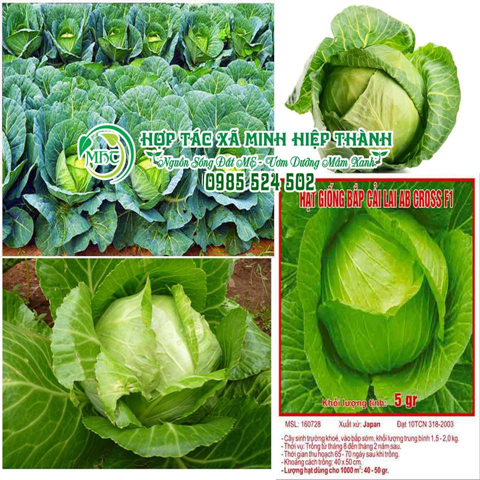 Hạt giống bắp cải