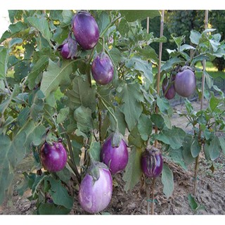 Hạt Cà bát tím - Rau củ quả trồng tại vườn, sân thượng, nông trang, ban công