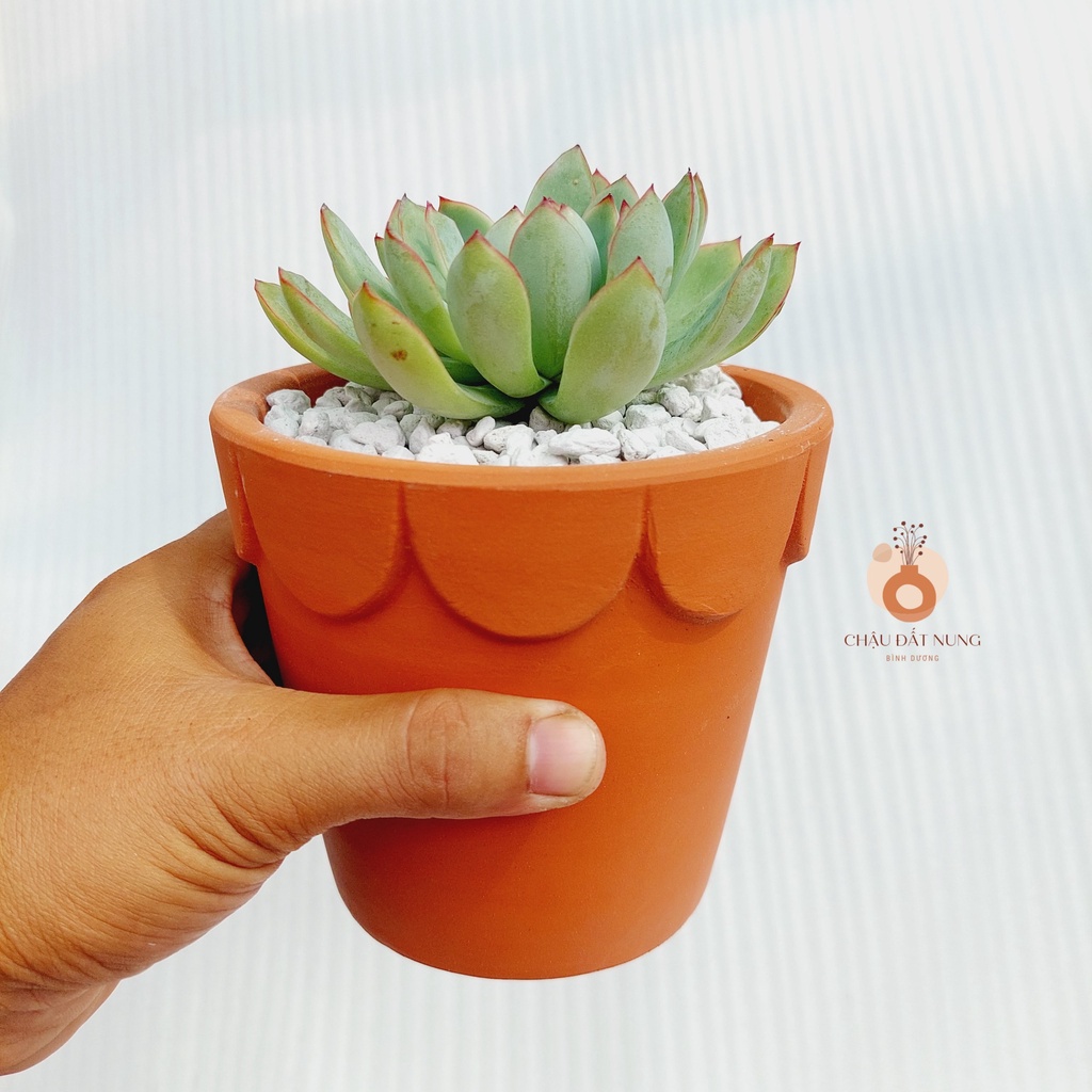 Chậu đất nung, Chậu sen đá - Ly gờ hoa, miệng chậu 12cm, chiều cao 11cm