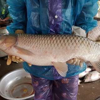 Cá Thính Bà Quy - Cá trắm cỏ - 0.5kg