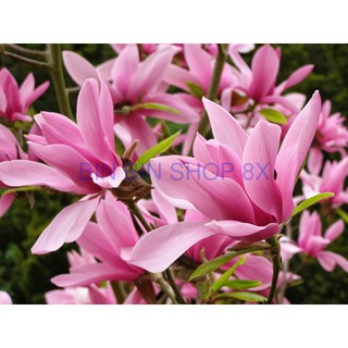 Hat giống hoa HOA MỘC LAN( 3 hạt)