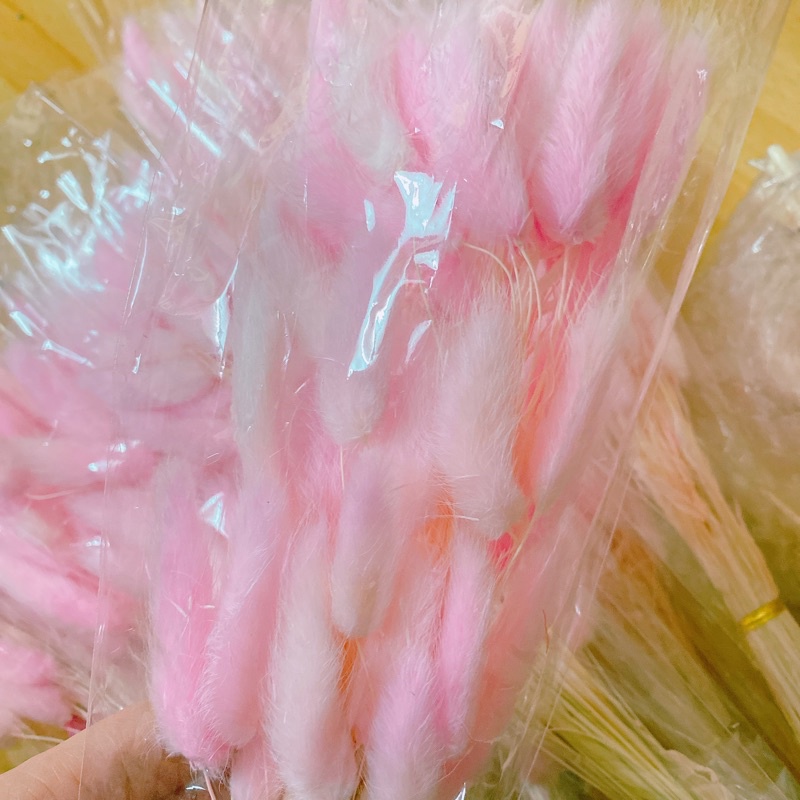 Cỏ Đuôi Thỏ, Hoa khô Lagurus Bunny Tails ❤️FREESHIP❤️ Cỏ đuôi thỏ nhập khẩu Italia decor, dây thừng