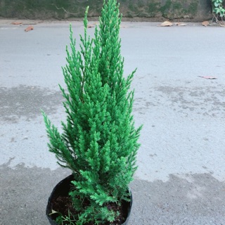 Bụi Cây Tùng (Cây Sơn Tùng)