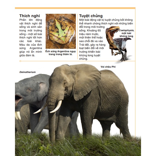 Bách khoa thiếu nhi động vật | BigBuy360 - bigbuy360.vn