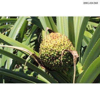 Cây giống dứa dại