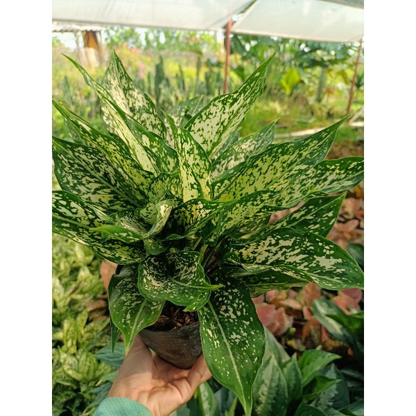 Ngọc ngân bịch đen