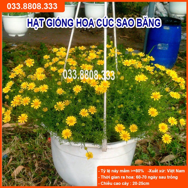 Hạt Giống Hoa Cúc Sao Băng-Tỷ lệ Nảy Mầm Cao