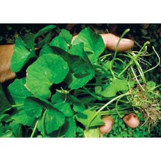 Mặt Nạ Rau Má Bioaqua