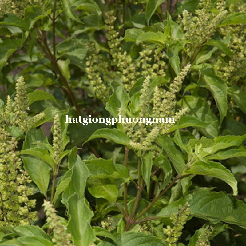 0,5GR - HẠT GIỐNG RAU HƯƠNG NHU XANH