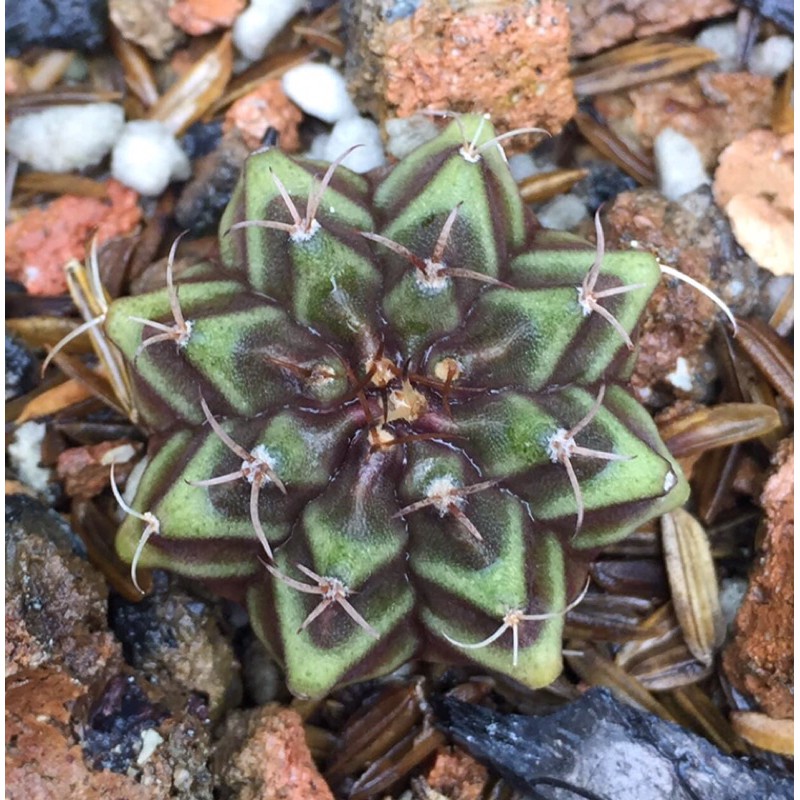 Xương rồng gym vân mini