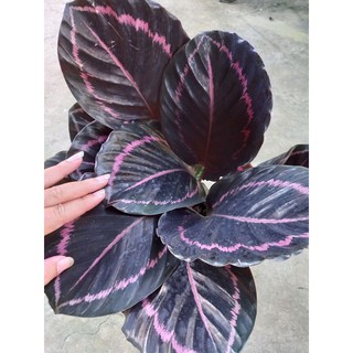 🌻 Cây Đuôi Công Tím🌻