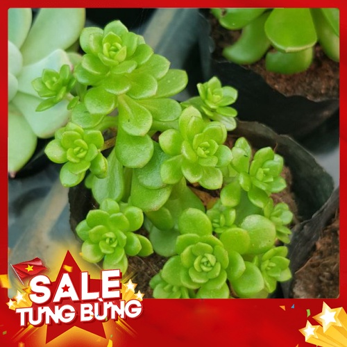 sen đá sedum hoa hồng xanh nhí |FREESHIP|  XỨ NÓNG, ĐÃ THUẦN KHÍ HẬU, KHOẺ ĐẸP  LỖI 1 ĐỔI 1