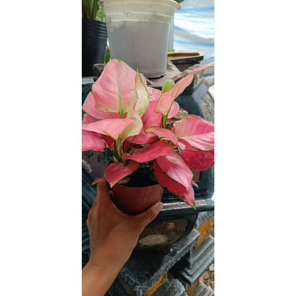 cây vạn lộc phong thủy tên tiếng anh aglaonema rotundum pink