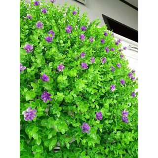 Thảm có nhân tạo điểm hoa tím
