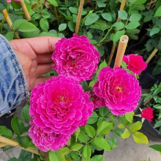 Hoa hồng ngoại Ramukan( tặng kèm phân bón)