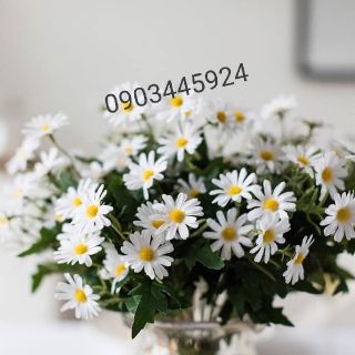 Cúc Hoạ Mi cao cấp giống thật