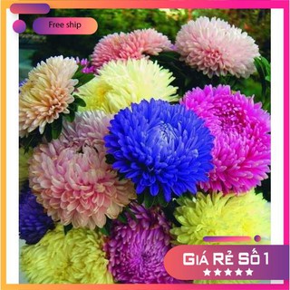 Hạt giống hoa cúc đại đóa nhiều màu - 50 hạt LUCKY.VN