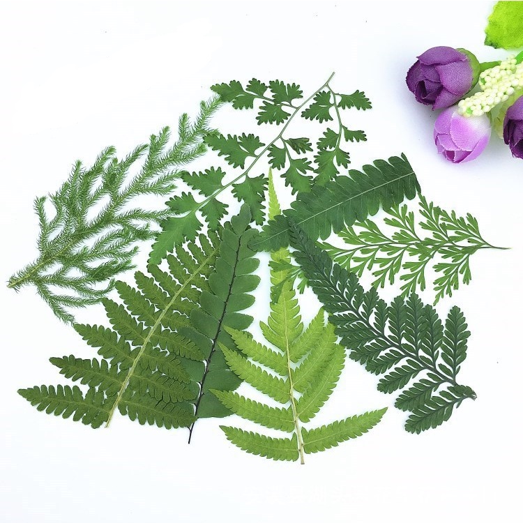 Các Mẫu Lá Dương Xỉ Ép Khô Trang Trí Khung Tranh, Bưu Thiếp, Diy