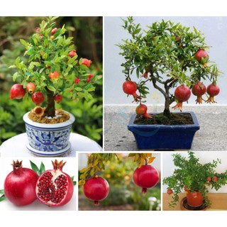 Hạt giống cây Lựu Lùn - 10 hạt