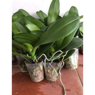 Lan Hồ Điệp Gốc đang ngồng hoa