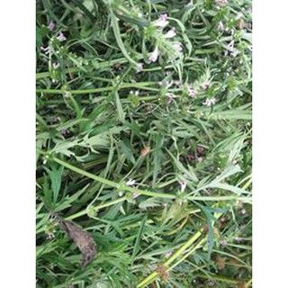 cây ích mẫu đã nấu thành cao