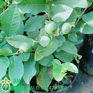 Cây Ổi Cho Sai Trái (có sẵn trái)