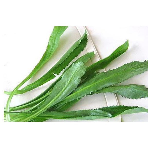 Hạt Giống Mùi Tàu F1 loại dễ trồng năng suất cao chống sâu bệnh