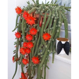 Sale 50%- Xương Rồng Đuôi Khỉ Độc Đáo chậu 5cm như  hình cuối.