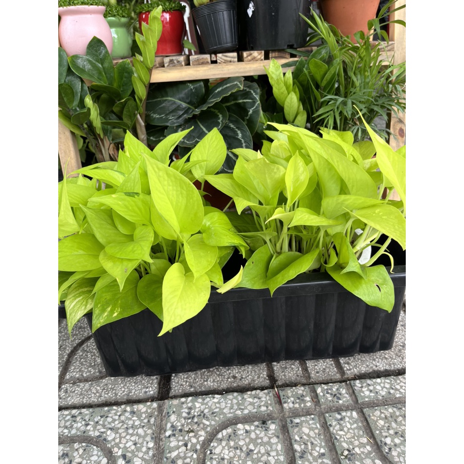 Chậu dài nhựa mini 48x20 phù hợp ban công nhỏ xinh, trồng được các loại hoa và rau