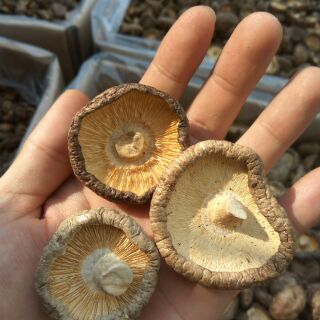 Nấm Đông Cô Khô 100g