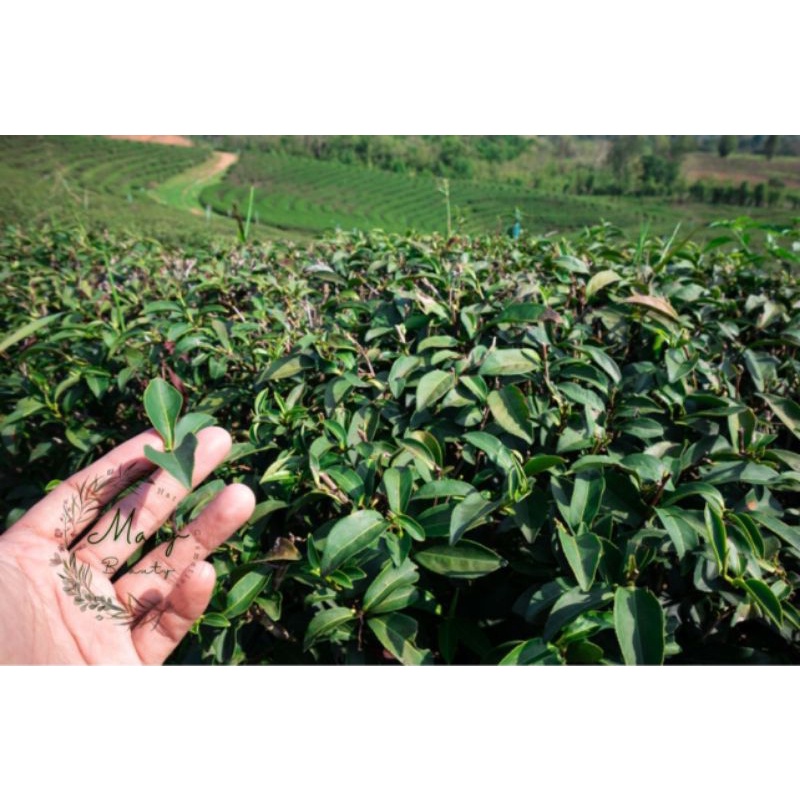 100gr Bột trà xanh loại 1 nguyên chất không pha trộn organic handmade