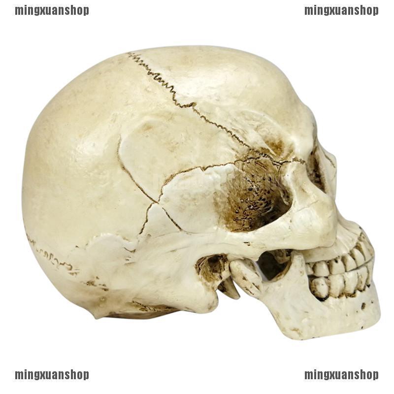Mô Hình Đầu Người Bằng Nhựa Resin Kích Thước Sống Động Dùng Trang Trí