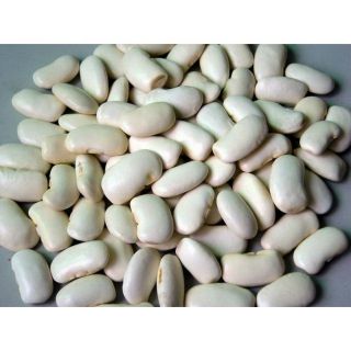 ĐẬU TRẮNG TO ĐÀ LẠT