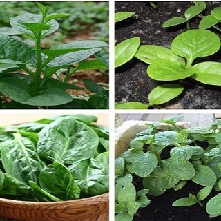 Hạt giống rau mồng tơi (gói 10gr, tặng kèm phân)