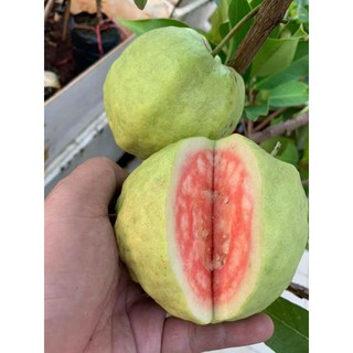 Cây 🌲 Ổi RuBy... siêu trái... cây đang trái