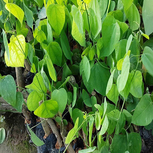 3 cây giống bò khai