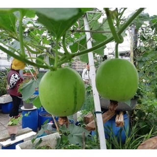 HẠT GIỐNG BÍ ĐAO TRÒN THÁI LAN