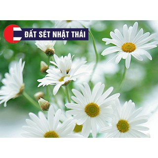 KHUÔN CẮT LÀM HOA ĐẤT SÉT ĐA NĂNG HOA SEN, THƯỢC DƯỢC, CÚC HOẠ MI, HƯỚNG DƯƠNG