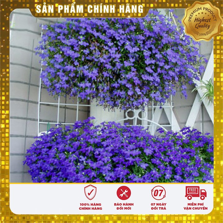 Hạt giống hoa Cúc Lobelia Nhiều màu gói 50 Hạt