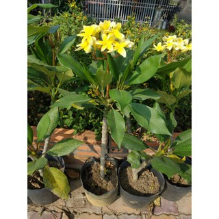sứ đại vàng thơm giống mới